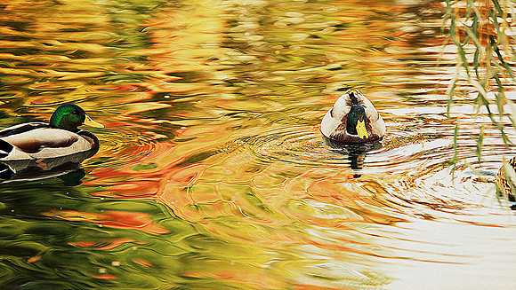 Whiskers Tails and More