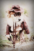 Whiskers Tails and More