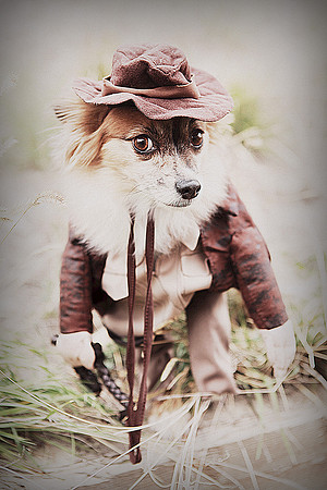 Whiskers Tails and More