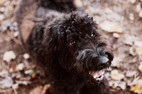 Whiskers Tails and More