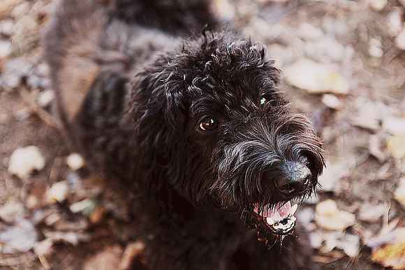 Whiskers Tails and More