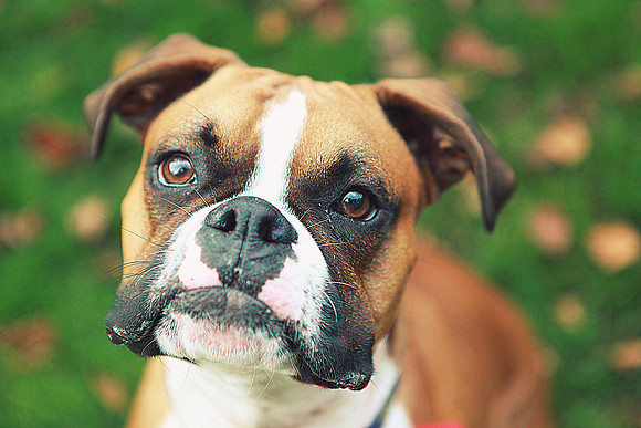 Whiskers Tails and More