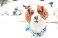 Whiskers Tails and More