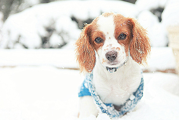 Whiskers Tails and More