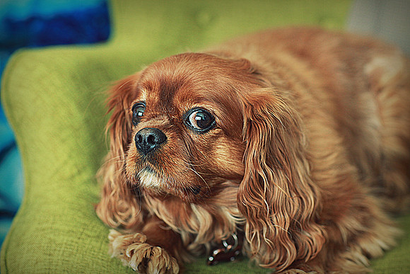 Whiskers Tails and More