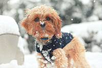 Whiskers Tails and More