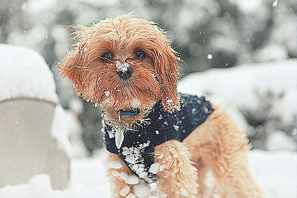 Whiskers Tails and More