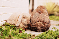 Whiskers Tails and More