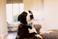 Whiskers Tails and More