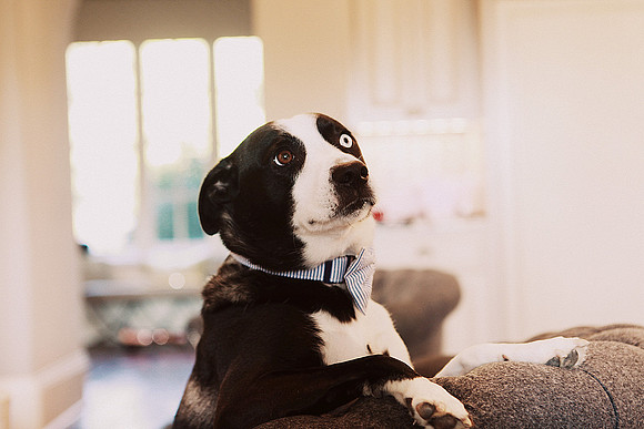 Whiskers Tails and More