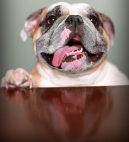 Whiskers Tails and More