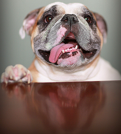 Whiskers Tails and More