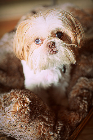 Whiskers Tails and More