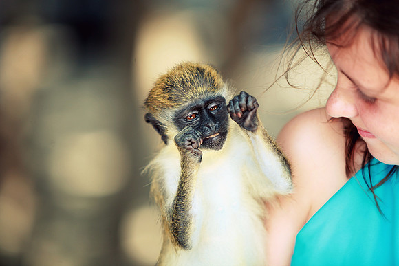 Whiskers Tails and More