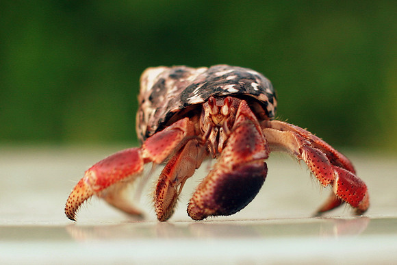 Whiskers Tails and More