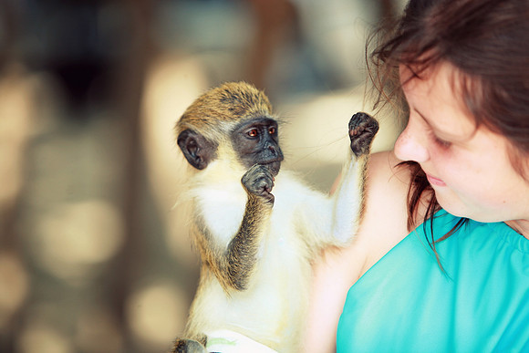 Whiskers Tails and More