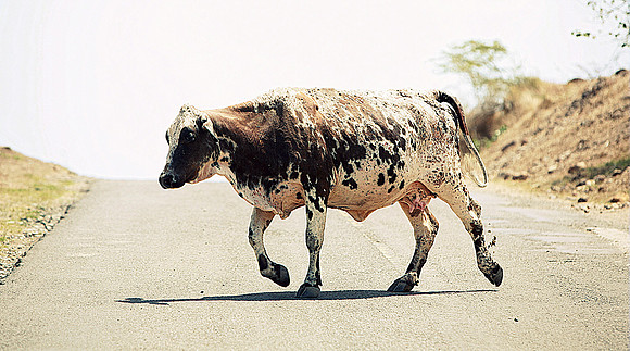 Whiskers Tails and More