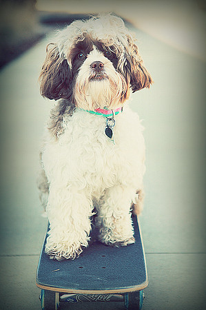 Whiskers Tails and More