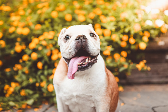 Whiskers Tails and More