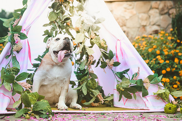 Whiskers Tails and More